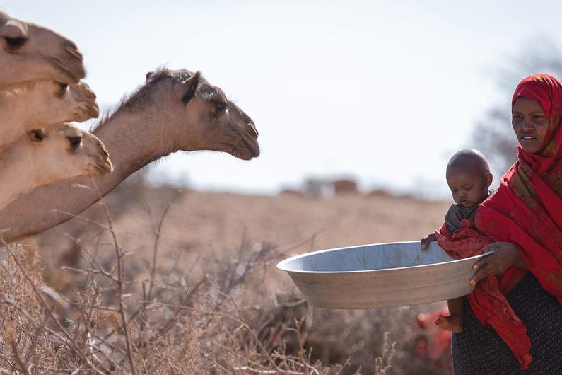 Woman holds baby and feed camels