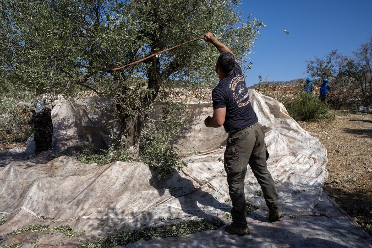 UNIFIL and LAF secure olive harvests near Blue Line