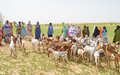 Taoudéni : Un cheptel de chèvres reconstitué pour des femmes refugiées et déplacées d’Almatala