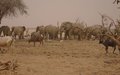 La MINUSMA appuie la conservation et la valorisation des éléphants et de la biodiversité du Gourma (Douentza)