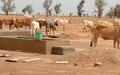Comment un projet de gestion de la transhumance contribue à la paix et la cohésion sociale au Mali