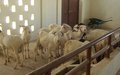 La MINUSMA et le Danemark offrent une unité d’embouche ovine à la Maison d’Arrêt et de Correction de Sévaré