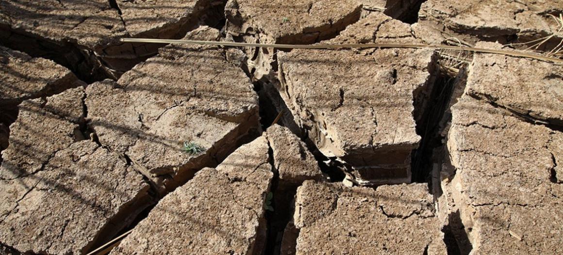 Photo: OMM Au Sahel, plusieurs vagues de sécheresse en 2017 ont ravagé les cultures et le bétail des agriculteurs
